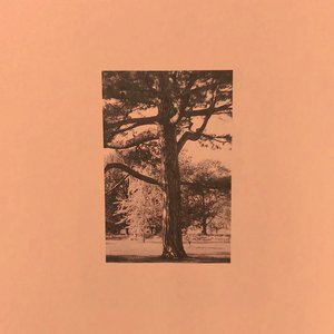 犬父(吃肉的长耳兔)
